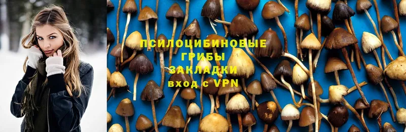 где купить наркотик  Волгореченск  Псилоцибиновые грибы Psilocybine cubensis 